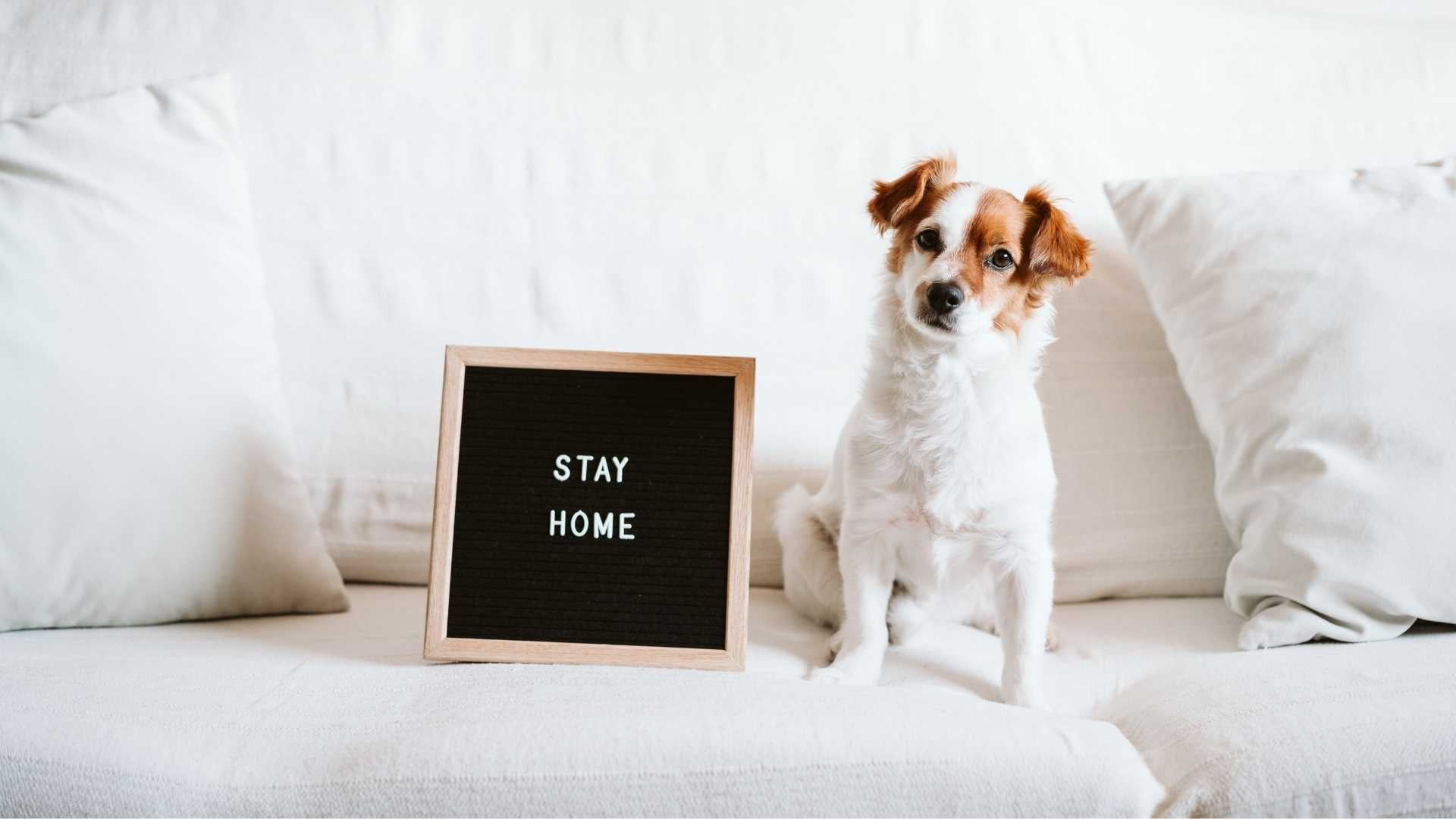 perro solo en casa cuánto tiempo